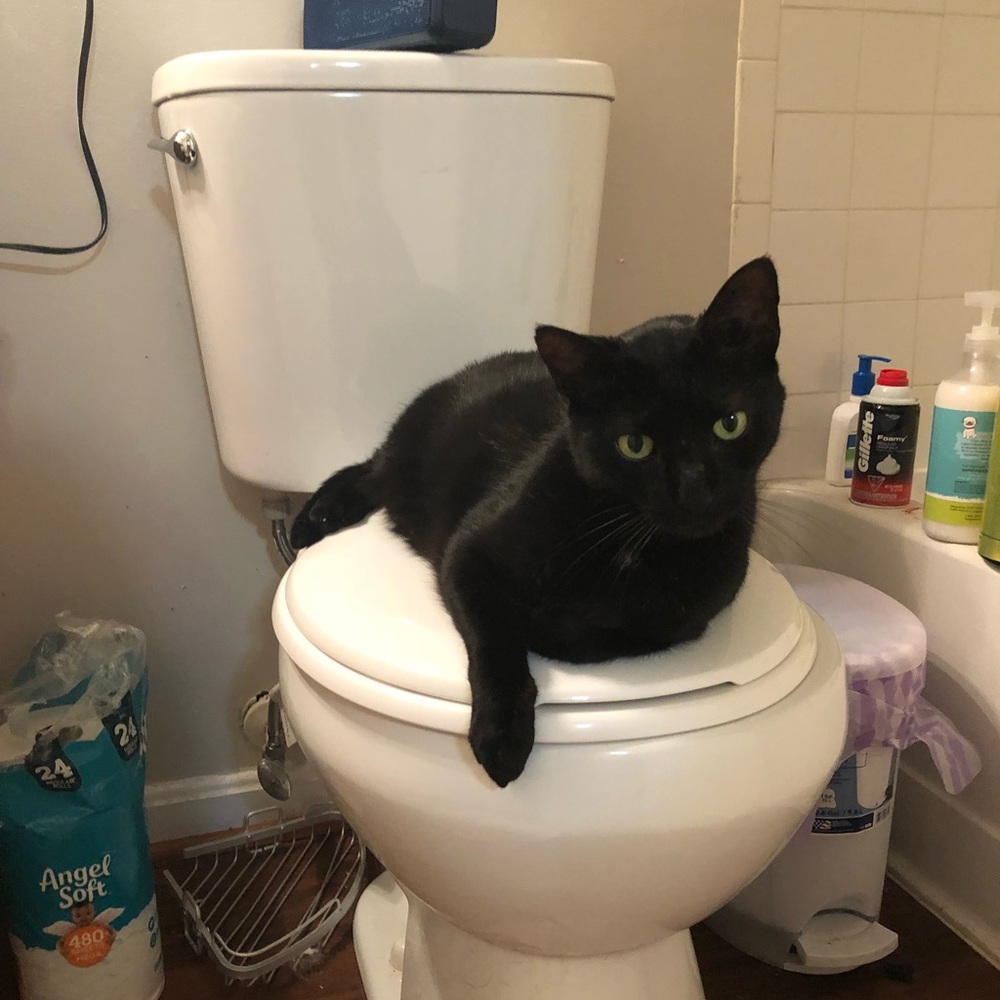 Meet your Posher, Emma